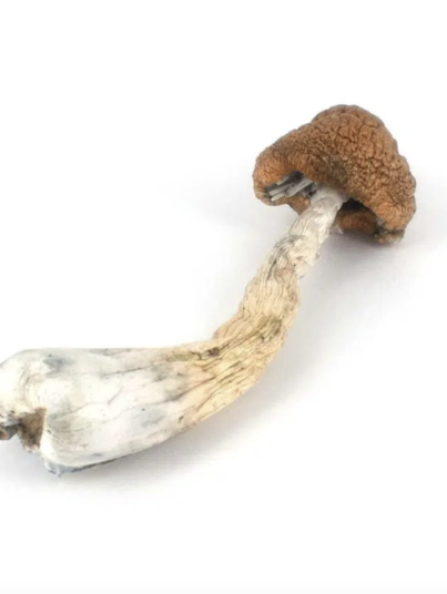 Melmac Magic Mushrooms